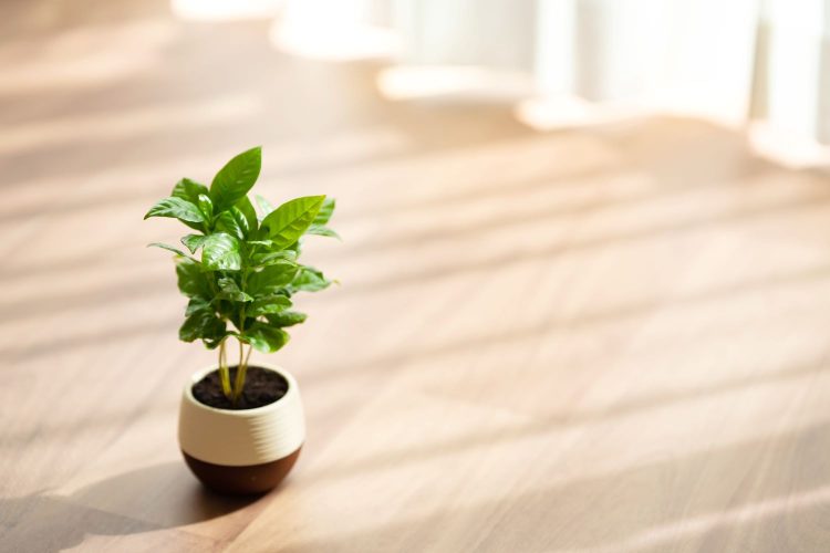 光が差し込む部屋と観葉植物